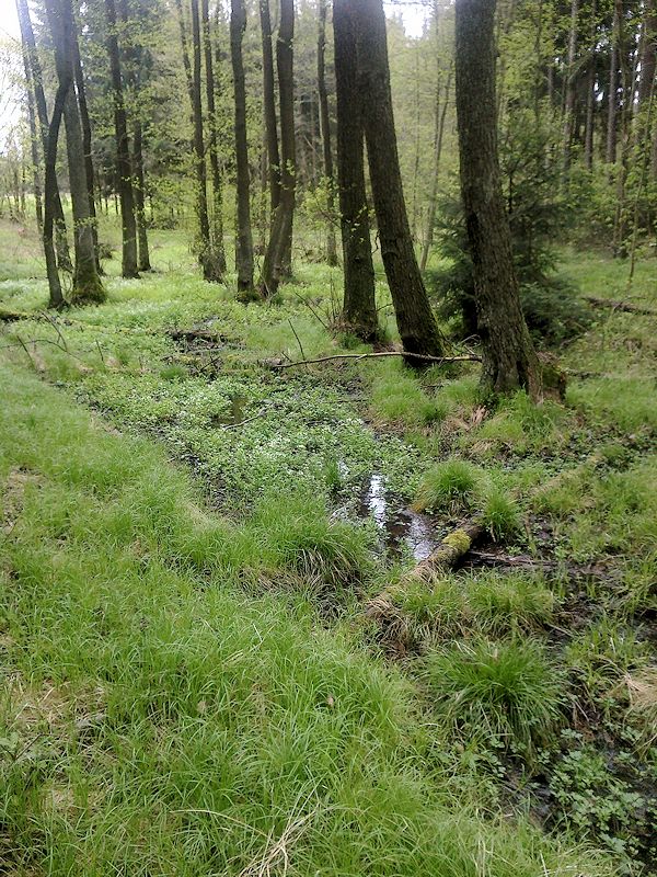 prameniště Pálavský potok 1 (10656) - květen 2016