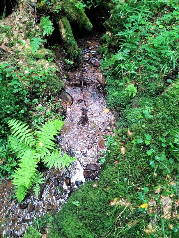 studánka Hřenská Kamenice (10967) - září 2016