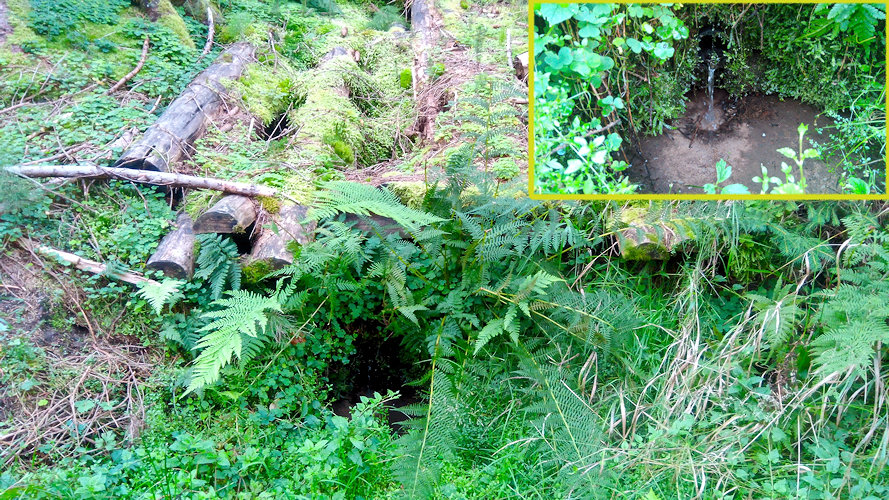 studánka V Divoké rokli (11086) - září 2021