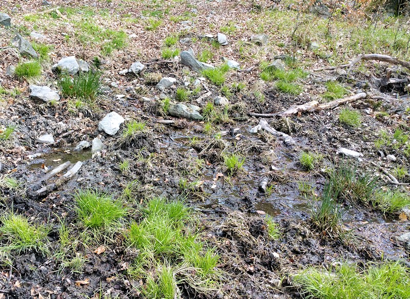 prameniště bez jména (11275) - květen 2017