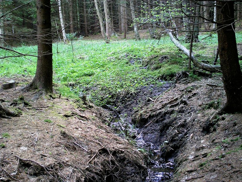 prameniště bez jména (11310) - květen 2017