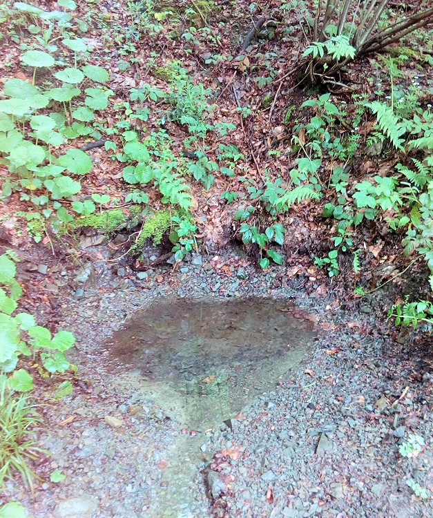 studánka U Mitrengů (11394) - červen 2017