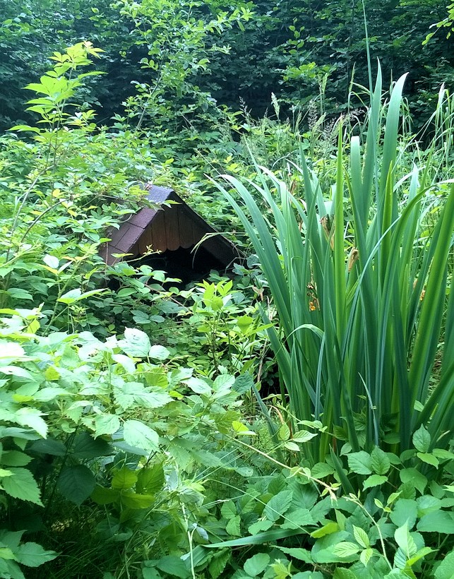 studánka K Jahodovci (11414) - červen 2017