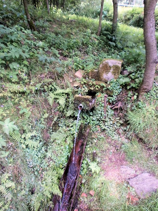 studánka U sjezdovky (11444) - červenec 2017