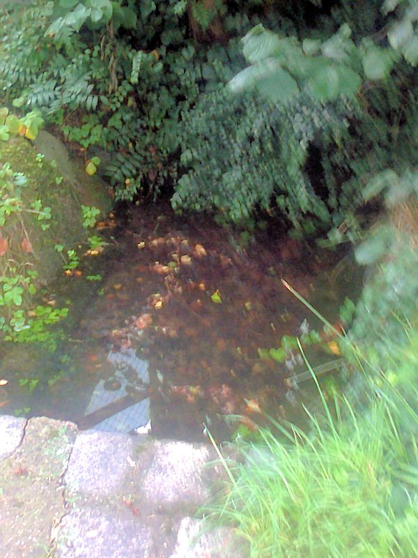 studánka Nuni (11497) - červenec 2017