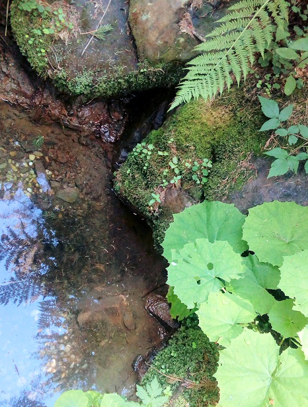 studánka Pod Bahencem (11514) - červenec 2017
