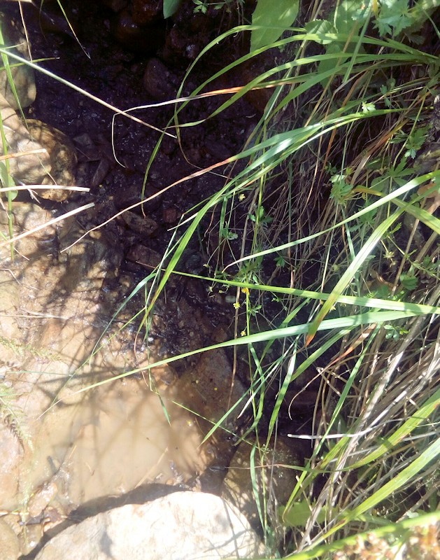 prameniště Bystré (11520) - červenec 2017