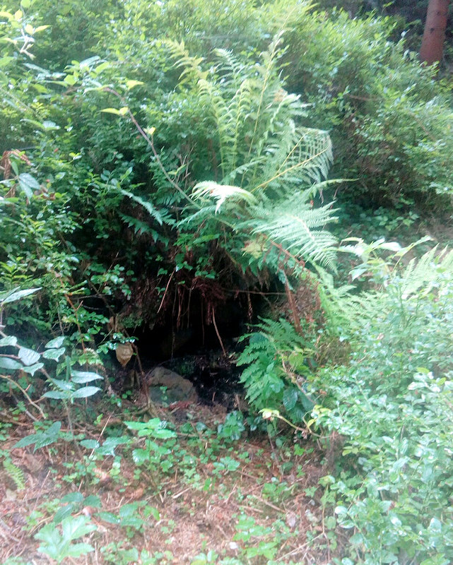 studánka Pamětní (11622) - srpen 2017