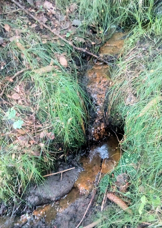 prameniště Mostecké (11625) - srpen 2017