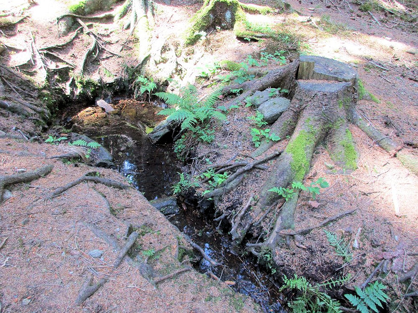 studánka Na Zdeňkově (11650) - srpen 2017