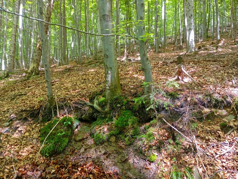 prameniště U bájného rytíře (11664) - květen 2025