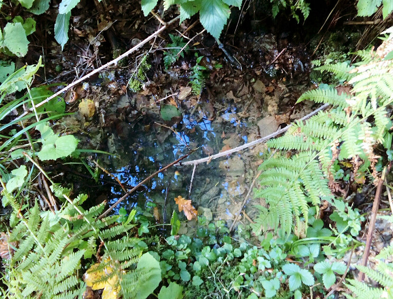 studánka Hájenková (11707) - září 2017