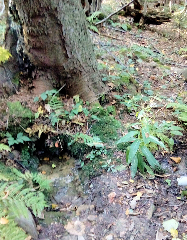 studánka Na Kamenné (11769) - listopad 2017