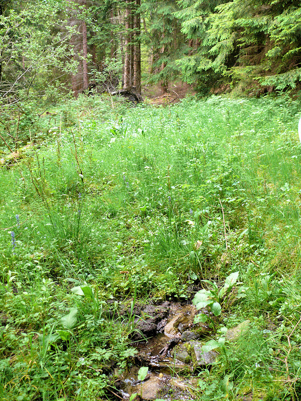 studánka bez jména (11786) - listopad 2017