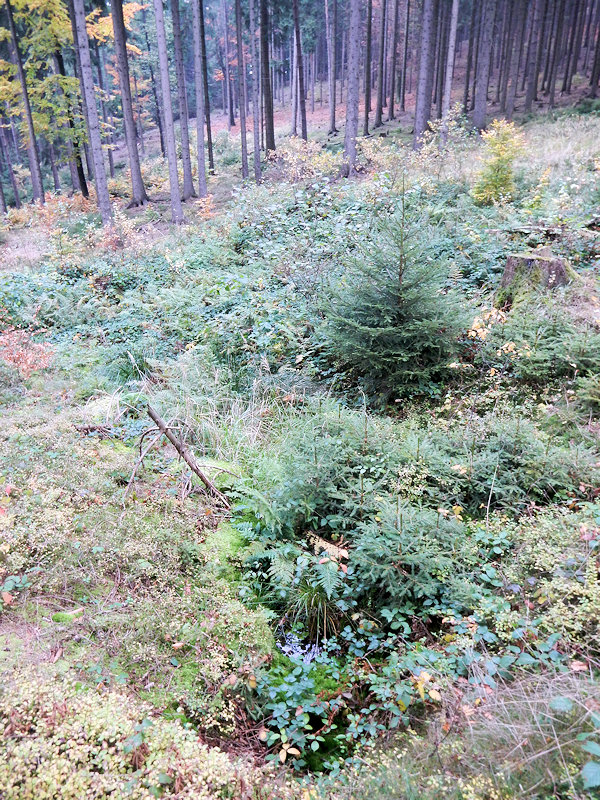 studánka Pod Kletnou (11790) - listopad 2017
