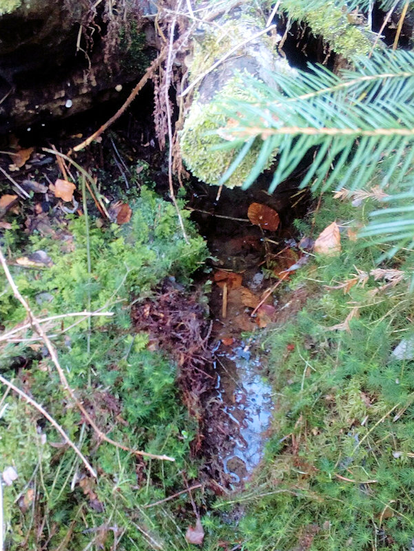 studánka Živý vlas (11949) - duben 2018