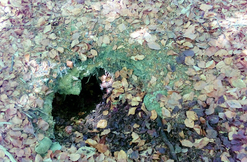 prameniště U buka (12077) - květen 2018