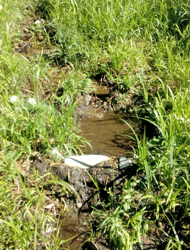 studánka U Martynků (12082) - květen 2018