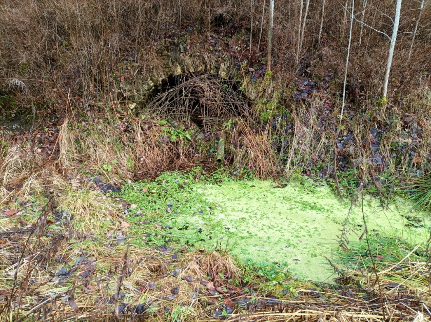 studánka bez jména (12113) - prosinec 2023