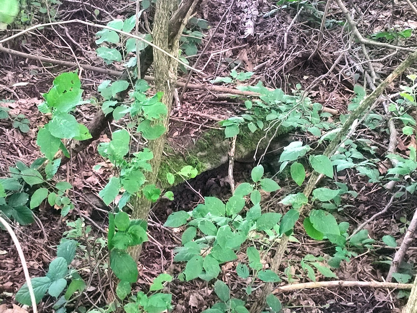 studánka Lažánky (12133) - červen 2018