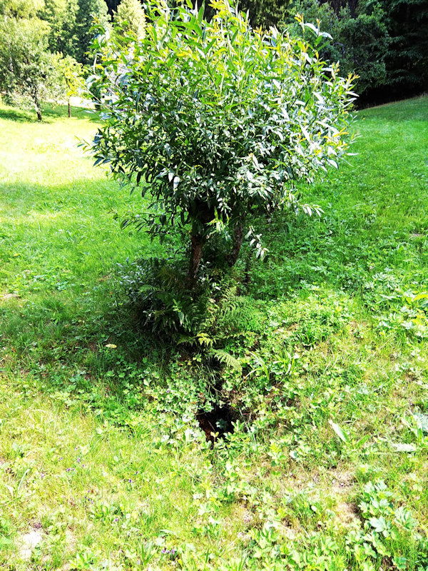 studánka U vrbiček (12223) - červenec 2018