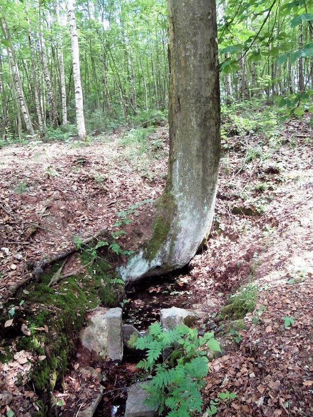studánka V Brodkách (12245) - květen 2017