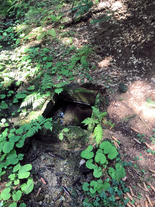 studánka bez jména (12306) - srpen 2018