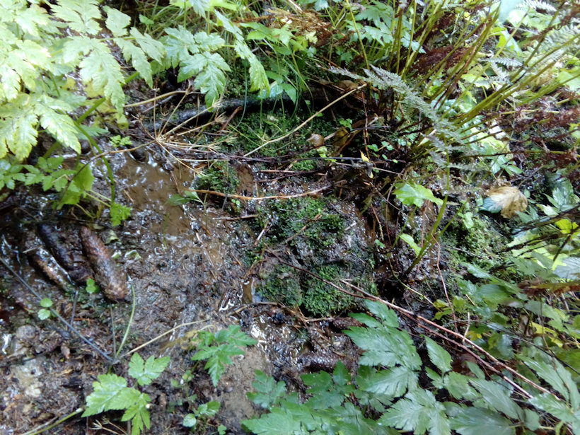 prameniště V Bagně (12350) - září 2018