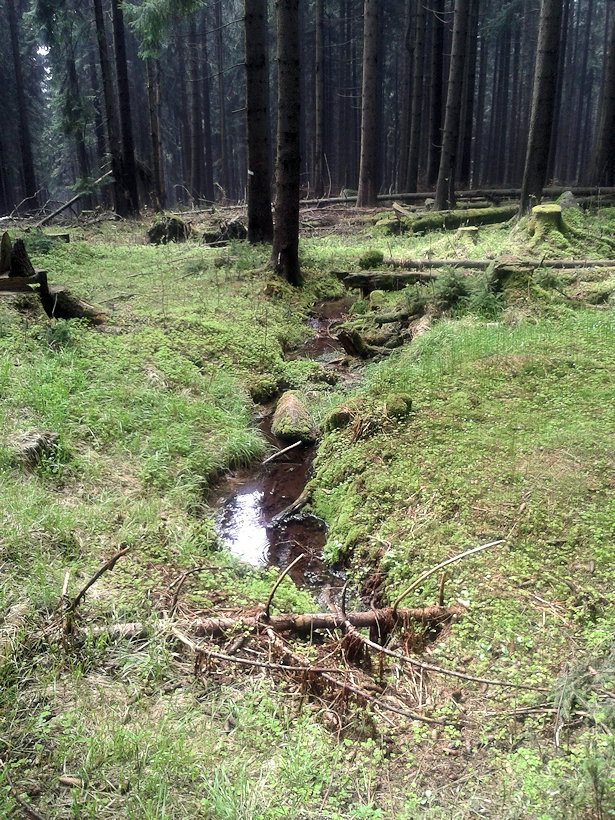prameniště Nad myslivnou (12368) - květen 2013