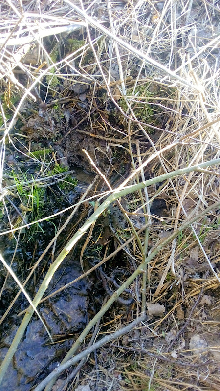 prameniště bez jména (12531) - březen 2019