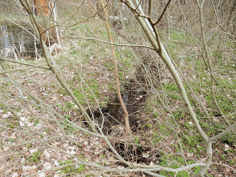 pramen Nad rybníčkem (12561) - duben 2019