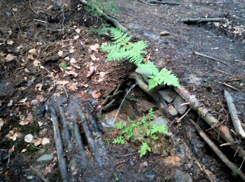 Buková studánka  (12655) - květen 2019