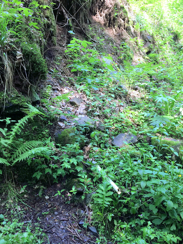 studánka Merida - Vejborka (12666) - červen 2019
