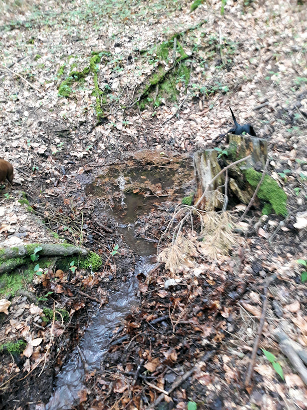 Libušina studánka  (12682) - červen 2019