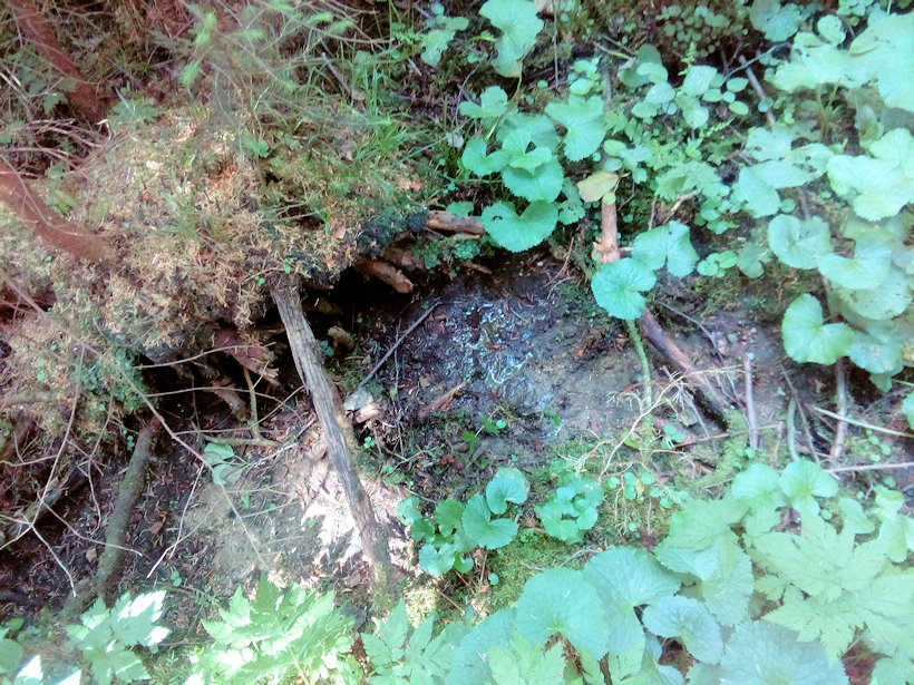 prameniště U Jarošova potoka (12738) - červenec 2019