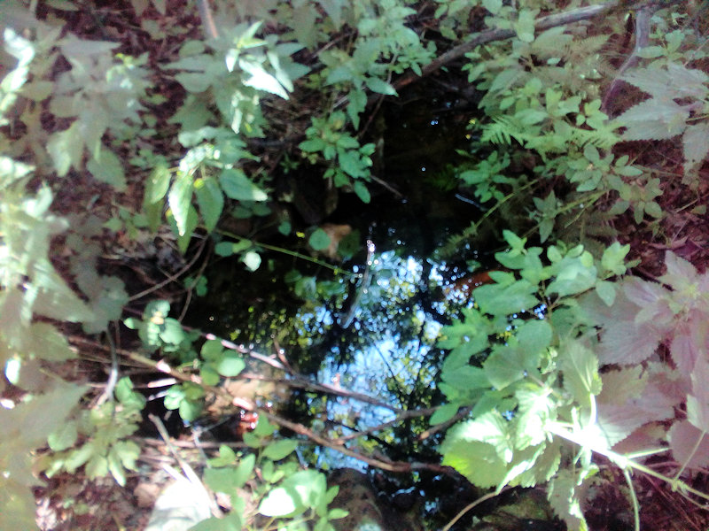 studánka Na Gruni (12798) - červenec 2019