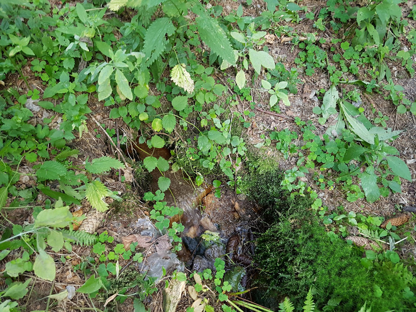 prameniště Dumlichův důl (12809) - červenec 2019
