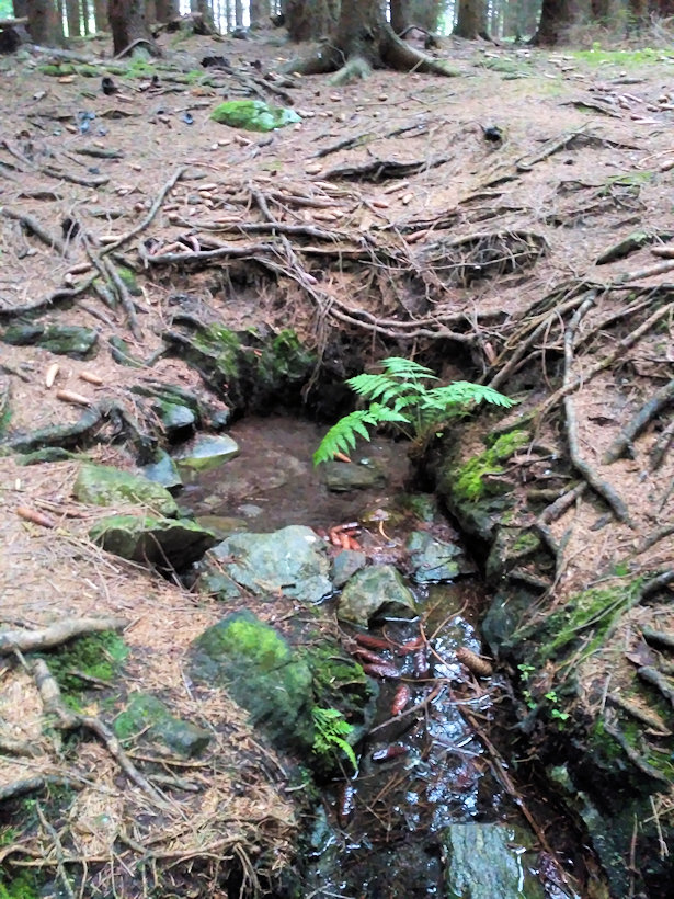 studánka bez jména (12983) - září 2019