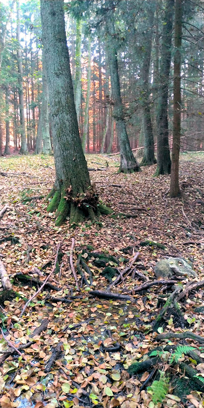 prameniště Pramen Dománky (13034) - říjen 2019