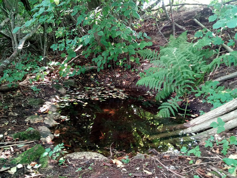 studánka Na Polštáři (13134) - leden 2020