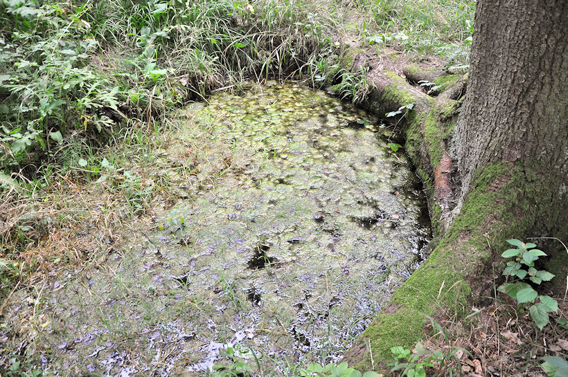 studánka Pod smrkem (13287) - srpen 2019