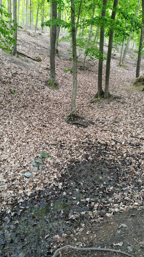 Prameniště bez názvu  (13290) - květen 2020