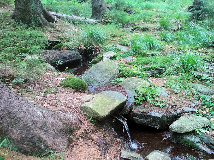 studánka Pod Horní Bremsberskou boudou (13436) - červenec 2020