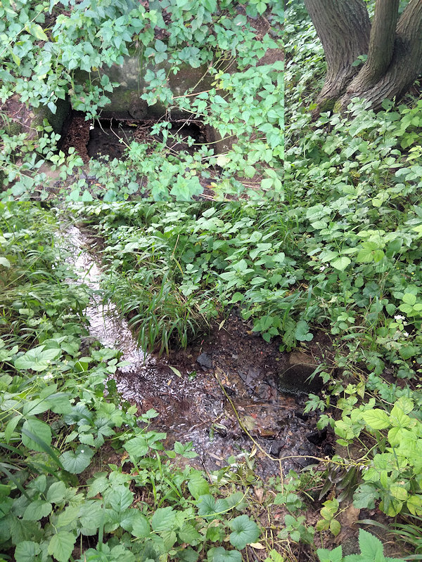 studánka Zarecká (13459) - srpen 2020
